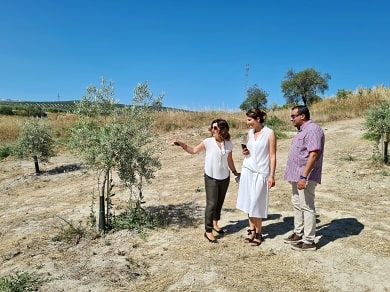 Lola Sagra z Nobleza del Sur a její olivové háje ve španělské Andalusii.